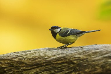 Great tit (Parus major) with a yellow and yellow background