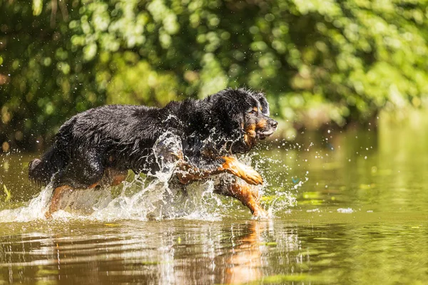 Dog Hovawart Gold Black Fast Running Water Looks Running Surface — Stockfoto