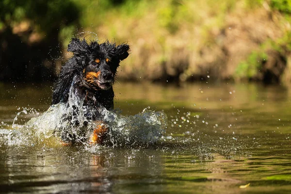 Dog Hovawart Gold Black Fast Running Water — Stockfoto