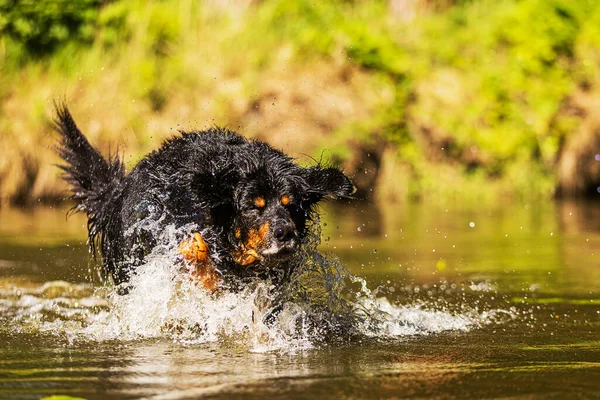 Dog Hovawart Gold Black — Stockfoto