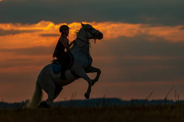 Silhouette Woman Riding Horse Who Stands His Hind Legs Rakes — Fotografia de Stock