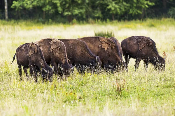Male American Bison Bison Bison Pastures — Stock Photo, Image