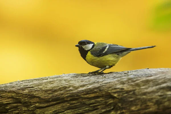 Great Tit Parus Major Yellow Yellow Background — стоковое фото