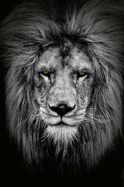 Male Lion Panthera Leo Very Close Portraitblack White Yellow Eyes — Stockfoto