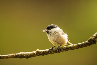small marsh tit (Poecile palustris) Nice portrait with green background