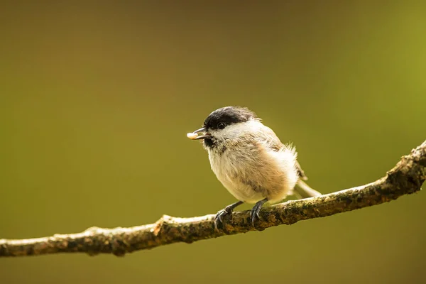 Small Marsh Tit Poecile Palustris Nice Portrait Green Background — Stok fotoğraf