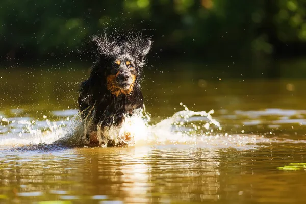 Dog Hovawart Gold Black Skipping Water — Fotografia de Stock