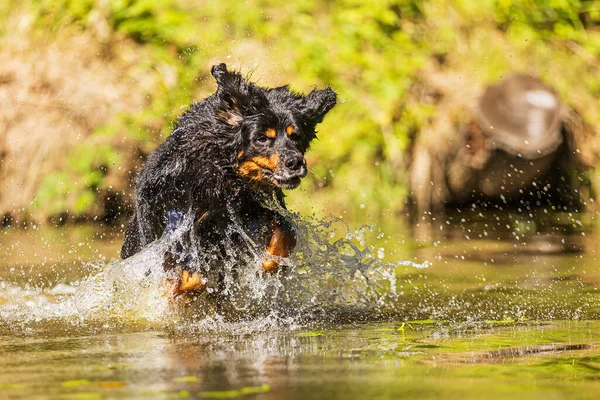 Dog Hovawart Gold Black Skipping Water — Stockfoto
