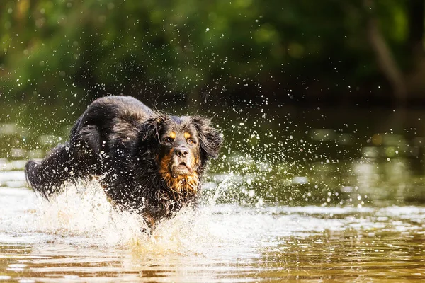 Dog Hovawart Gold Black Running Jumping Water — Stockfoto