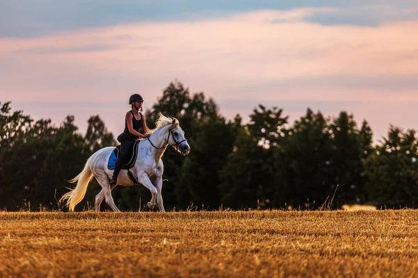 Young Rider Leads White Horse Field Sunset — Stockfoto