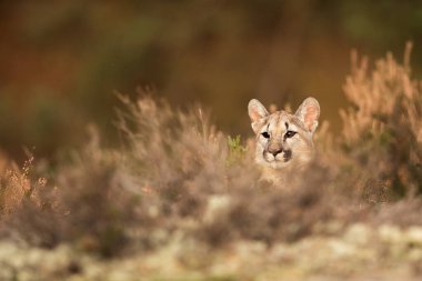 American cougar is hurry up to prey