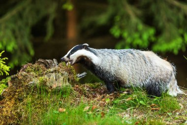 old European badger in wild