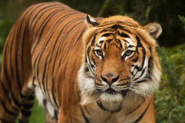 animal,  tiger in wild nature 