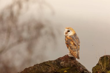 Kuş, hayvan, baykuş, yaklaşın.