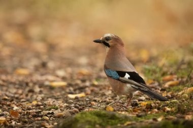 Eurasian Jay in the park 