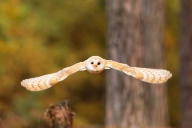 bird, fauna, owl in flight 
