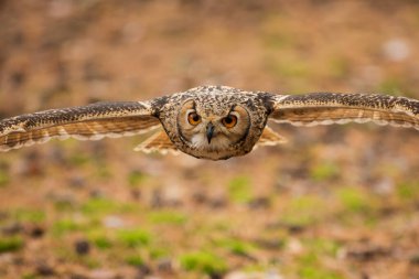 Kuş, hayvan, baykuş, yaklaşın.