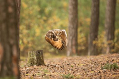 Kuş, hayvan, baykuş, yaklaşın.