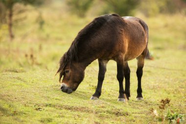 (Equus ferus przewalskii), Moğol vahşi atı veya Dzungarian atı