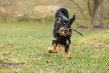 Köpek Hovawart altın ve siyah 