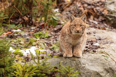 Avrasya vaşağı, Lynx vaşak, karlı ormanda.