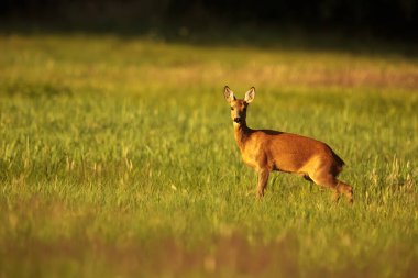 cute red deer (Cervus elaphus) 