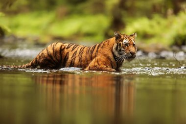 Cute tiger  portrait in  wild nature 