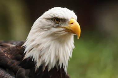 Bald eagle portrait on natural  background 