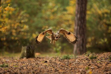 Kuş, hayvan, baykuş, yaklaşın.