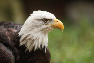 Bald eagle portrait on natural  background 