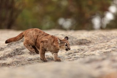 American cougar is hurry up to prey