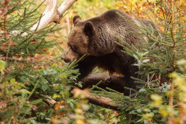 Vahşi doğada kahverengi ayı