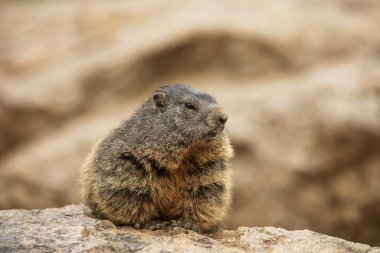 Küçük memeli, vahşi dağ sıçanı. 