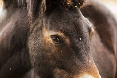 (Equus ferus przewalskii), Moğol vahşi atı veya Dzungarian atı