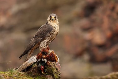 falcon in wild life, animal