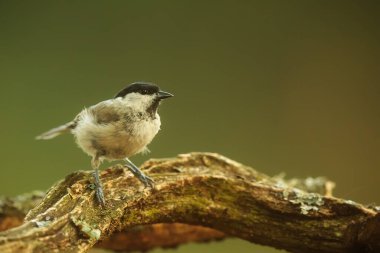 tit in the park in wild