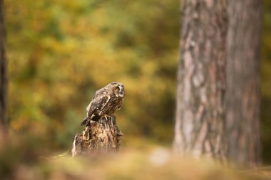 Kuş, hayvan, baykuş, yaklaşın.