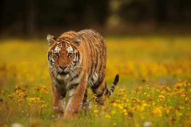 Cute tiger in wild nature 