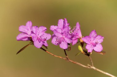 Closeup of  flowers on blurred background 