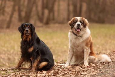  Köpekler parkta oynar. 