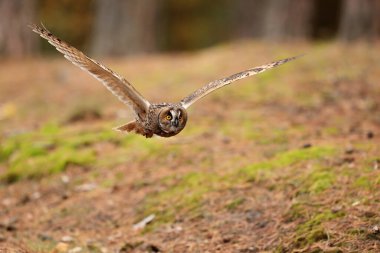 bird, fauna, owl, close up