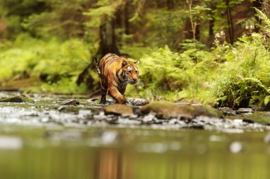 Cute tiger in wild nature 