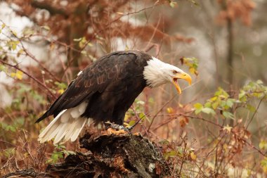 Bald eagle portrait on natural  background 