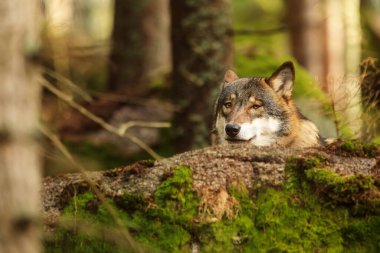 male Eurasian wolf (Canis lupus lupus) 