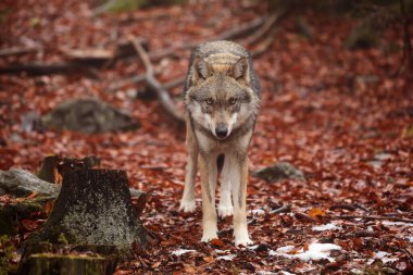 male Eurasian wolf (Canis lupus lupus) 