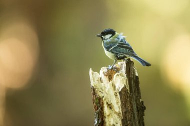 Eurasian tit, bird, fauna