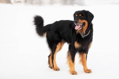 Köpek Hovawart altın ve siyah 