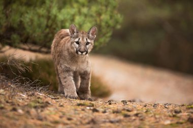 American cougar is hurry up to prey