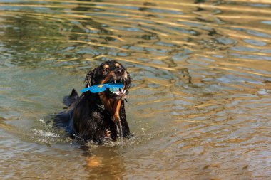 dog hovawart gold and black in  water at sunset