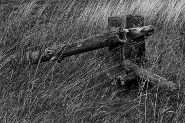 tarladaki kuru otlar 